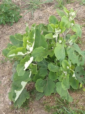 photo of Lesser Burdock