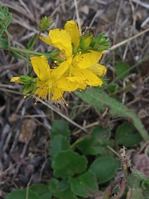 photo of Perforate St. John's Wort