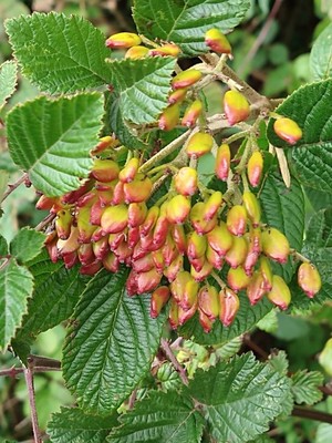 photo of Wayfaring Tree