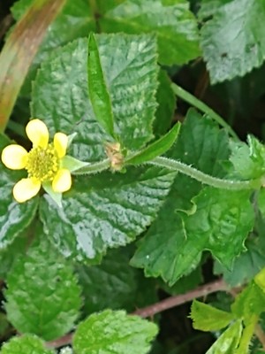 photo of Wood Avens