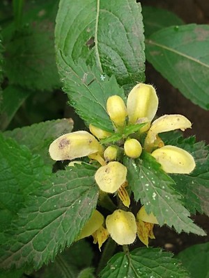 photo of Yellow Archangel