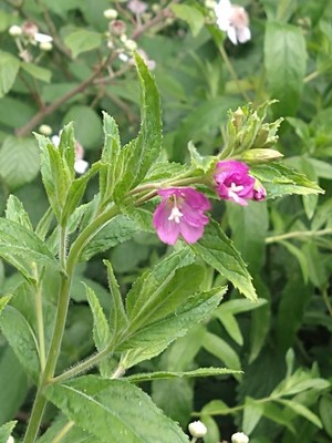 photo of Great Willowherb