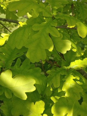 photo of Pedunculate Oak