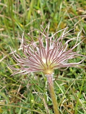 photo of Pasqueflower