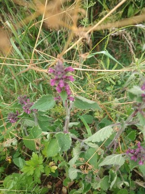 photo of Hedge Woundwort