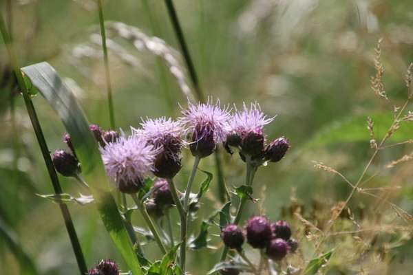 photo of Creeping Thistle