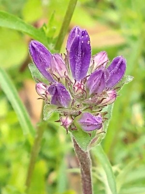 photo of Clustered Bellfower