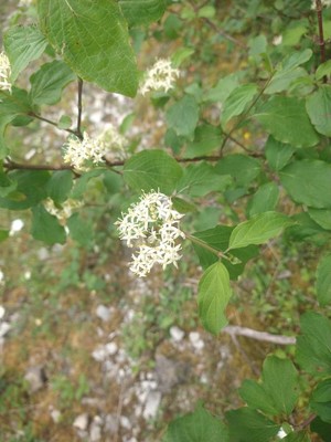 photo of Dogwood