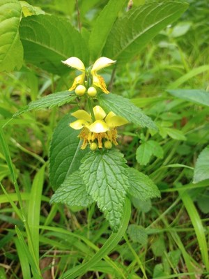 photo of Yellow Archangel