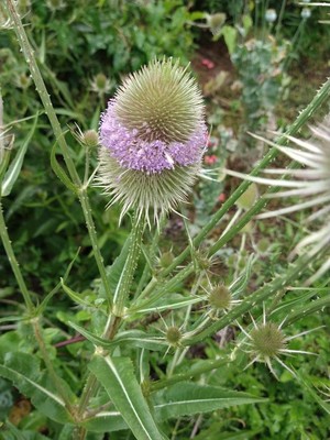 photo of Teasel