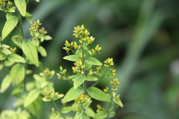 photo of Hairy St John's Wort