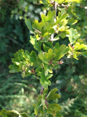 photo of Hawthorn