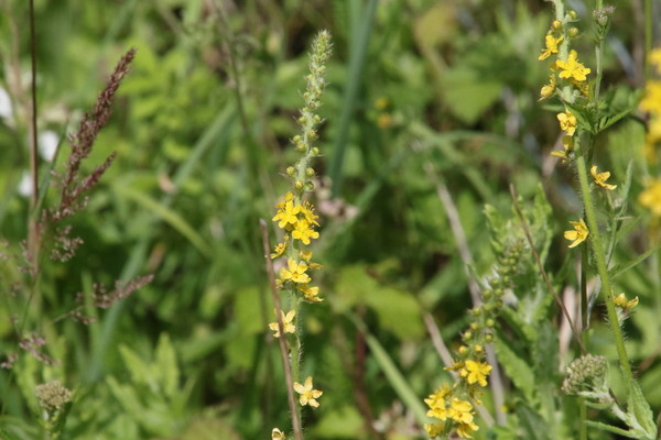 photo of Agrimony