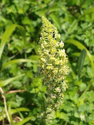 photo of Wild Mignonette