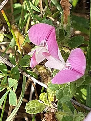 photo of Spiny Restharrow