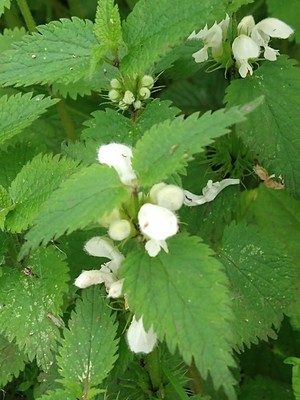 photo of White Dead Nettle