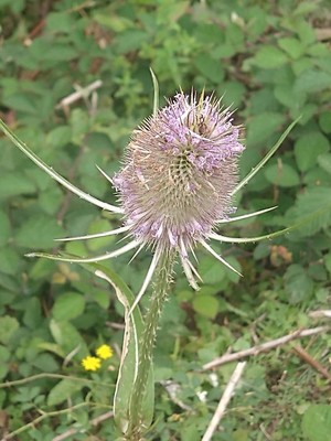 photo of Teasel