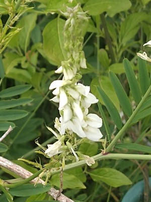 photo of Goat's Rue