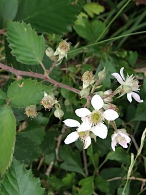 photo of Himalayan Blackberry