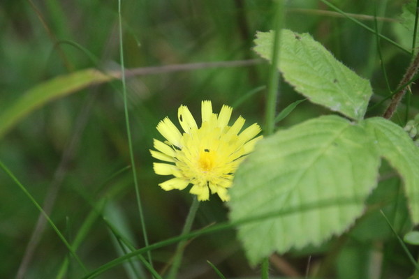 photo of Mouse Ear Hawkweed