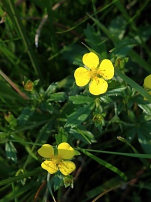 photo of Creeping Cinquefoil