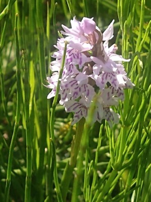 photo of Common Spotted Orchid