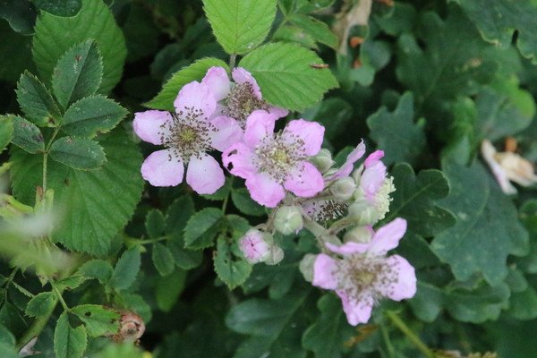 photo of Elm Leaved Bramble