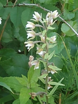 photo of Marsh Helleborine