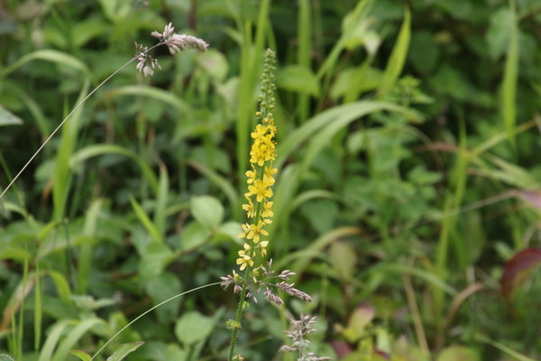 photo of Agrimony