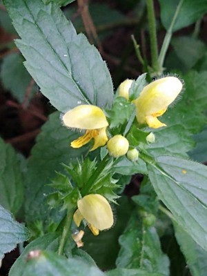 photo of Yellow Archangel