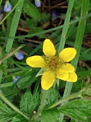 photo of Wood Avens