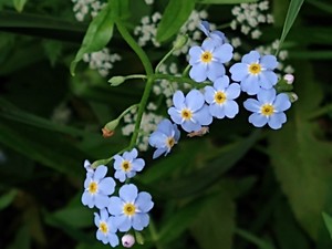 photo of Water Forget Me Not