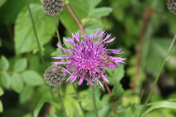 photo of Greater Knapweed