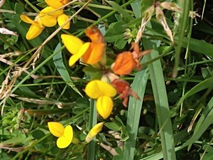 photo of Bird's Foot Trefoil