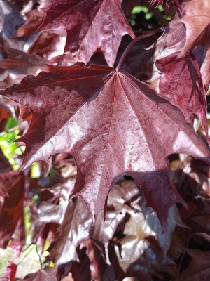 photo of Norway Maple