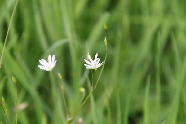 photo of Lesser Stitchwort