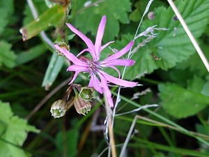 photo of Ragged Robin