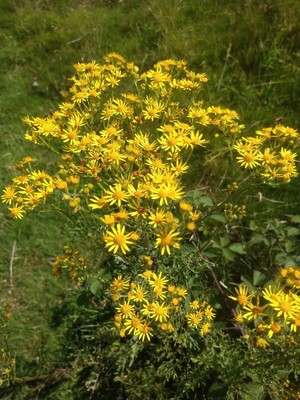 photo of Ragwort