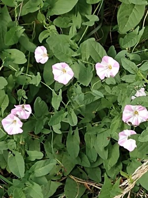 photo of Field Bindweed