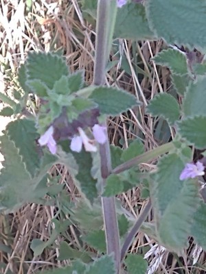 photo of Black Horehound