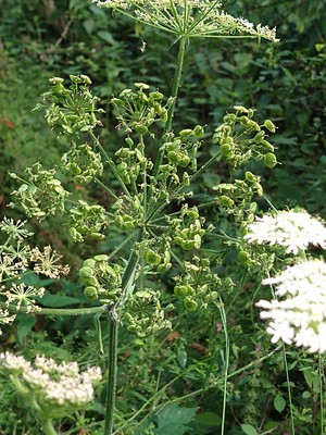 photo of Hogweed