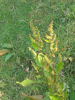 photo of Curled Dock