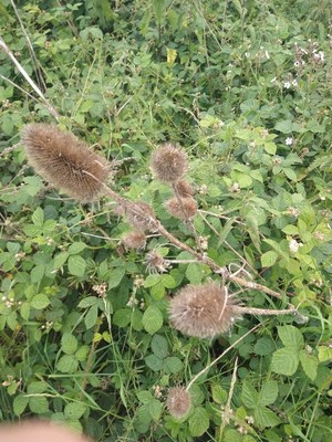photo of Teasel