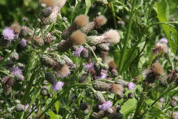 photo of Creeping Thistle