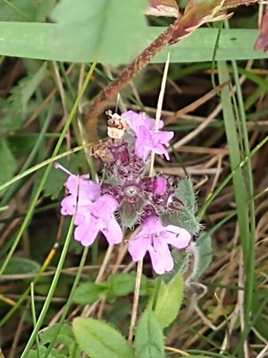 photo of Mother Of Thyme