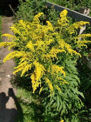 photo of Canadian Goldenrod