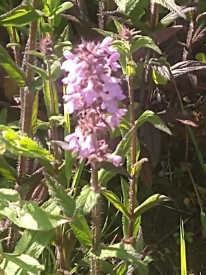 photo of Marsh Woundwort