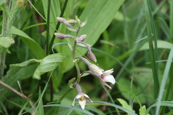 photo of Marsh Helleborine