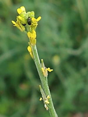 photo of Hedge Mustard