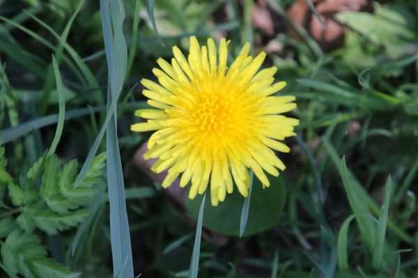 photo of Dandelion